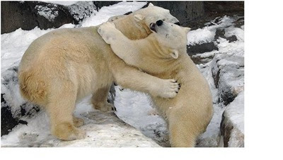Bears Hugs