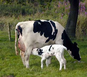 [cow-calf-afterbirth.jpg]