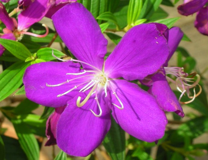 In The Old House 古屋植木 夏の終わりには野牡丹でしょう
