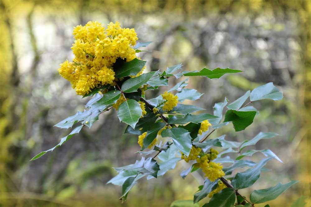 Mahonia Berberis Ilex Arnold Zwicky S Blog