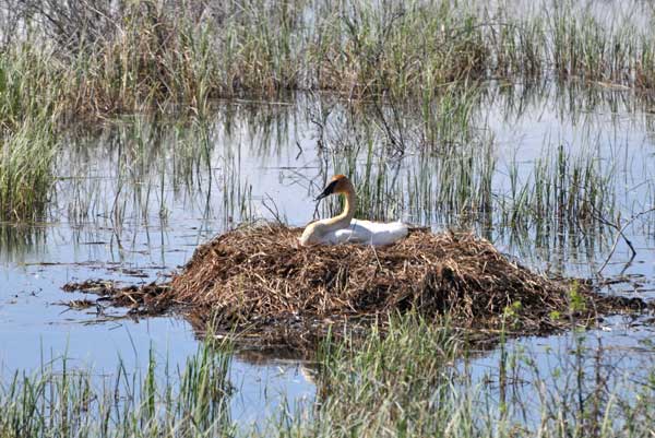 Trumpeter Swan Nest
