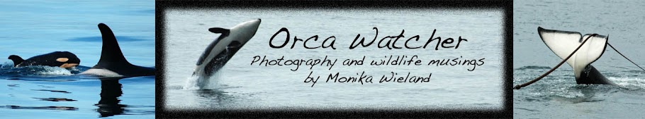 Orca Watcher
