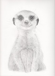 Pencil Drawings: Meerkat