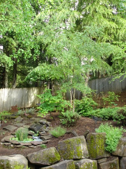 [Spring+tree.JPG]