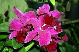 how to alphabetize a Word