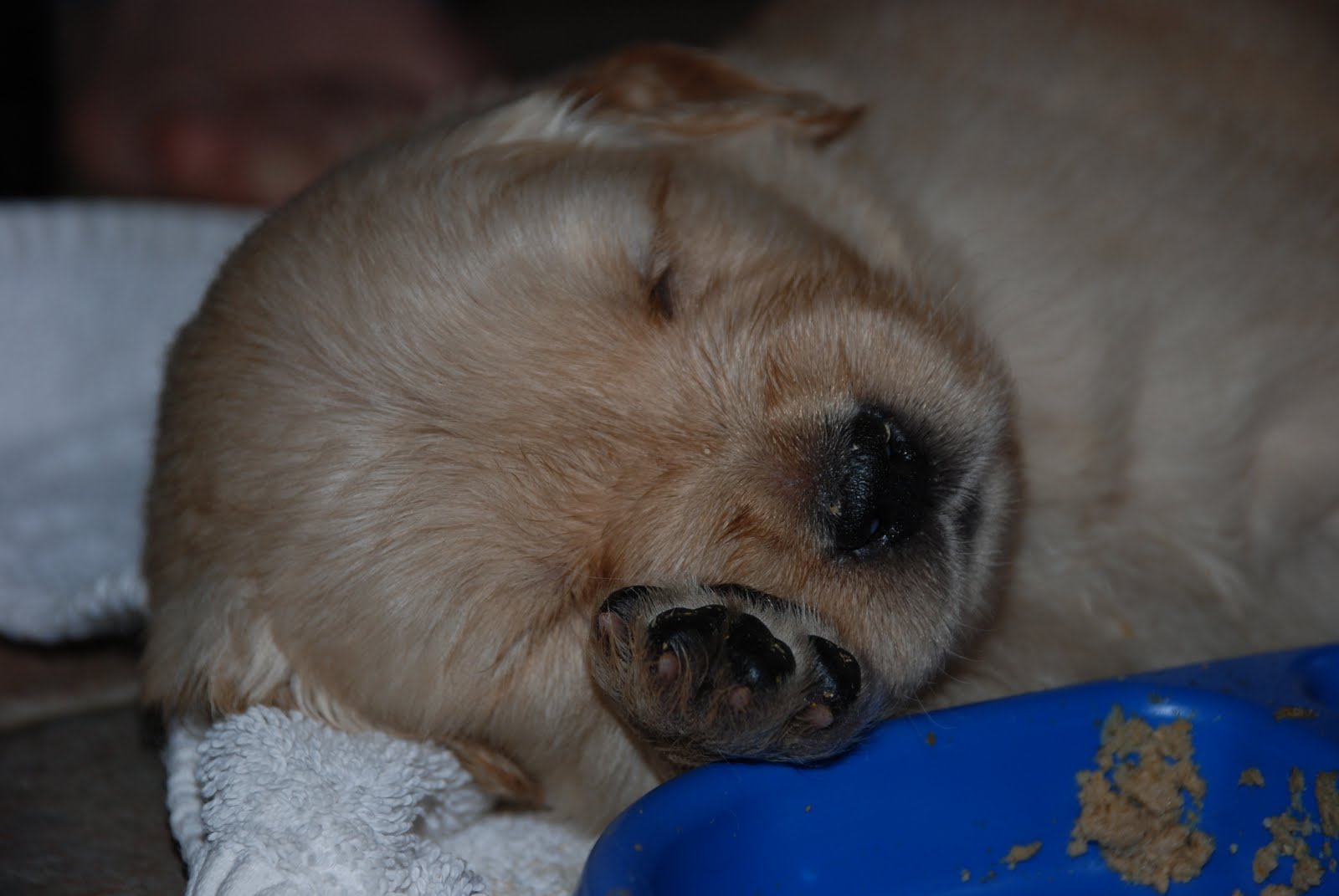 random ramblings Puppy Food Coma