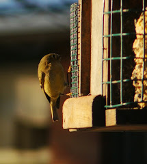 Ruby-Crowned Kinglet