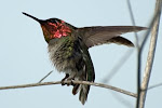 Hummingbird Stretching