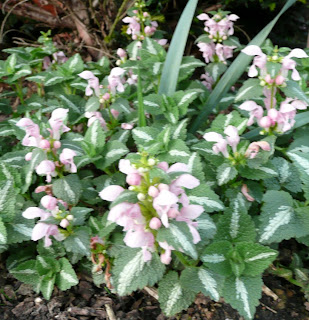 090419+Lamium+maculatum+Shell+Pink.jpg