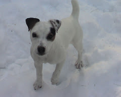 Jen's new puppy