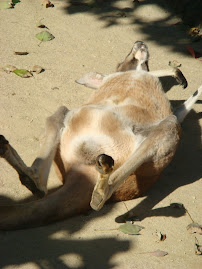 Kangaroo☆Are you sleeping?