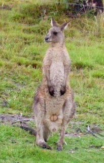 [Kangaroo+standing.jpg]