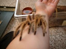 [Iluvspidrs_Ozzy%20On%20My%20Arm.jpg]