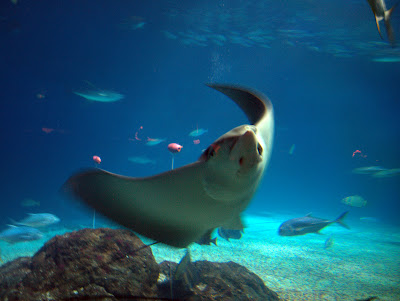 Image Result For Complete Marine Aquarium Image Result For Complete Marine Aquarium