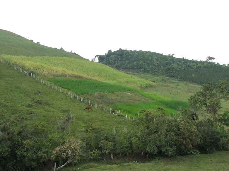 El Campo Colombiano