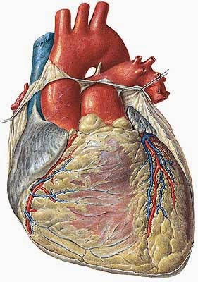 [corazon-anatomia-fisiologia.jpg]