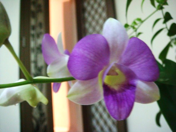 [orchids3.jpg]
