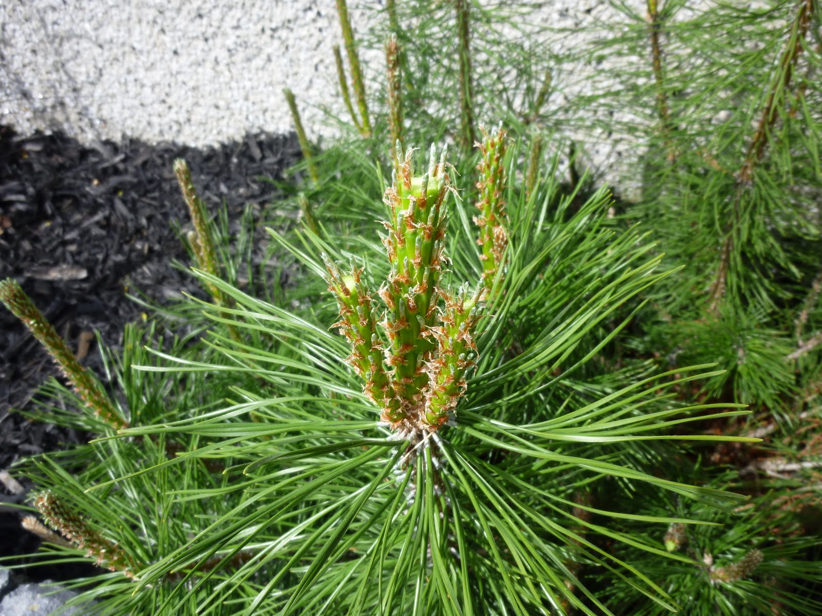 Blogs & Blooms Pinch/Prune Mugo Pines Now