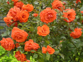 http://entelbaiz.blogspot.com