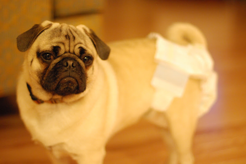 WASHINGTAM pug diaper!