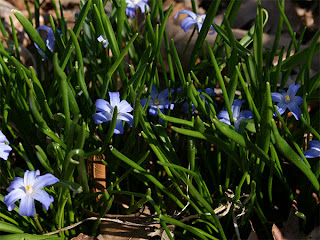 Chionodoxa ?