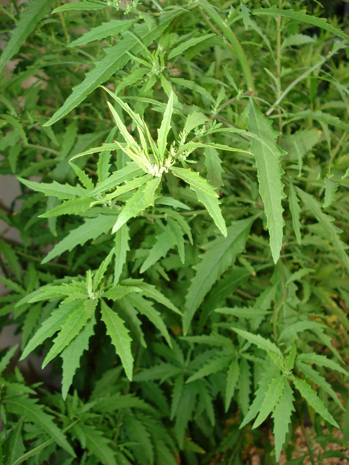 Behind The Burners ONE OF THE QUINTESSENTIAL HERBS OF THE