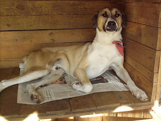 Jimmy - 3 anos, aguardando adoção (clique na imagem para ir ao link)