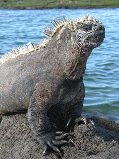 Fat Iguana