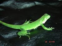 Baby Iguanas