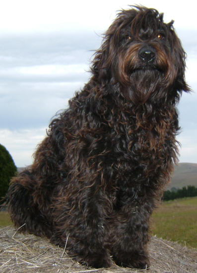 yorkie rottweiler mix for sale rottweiler poodle mix breeds picture yorkie rottweiler mix for sale rottweiler poodle mix breeds picture