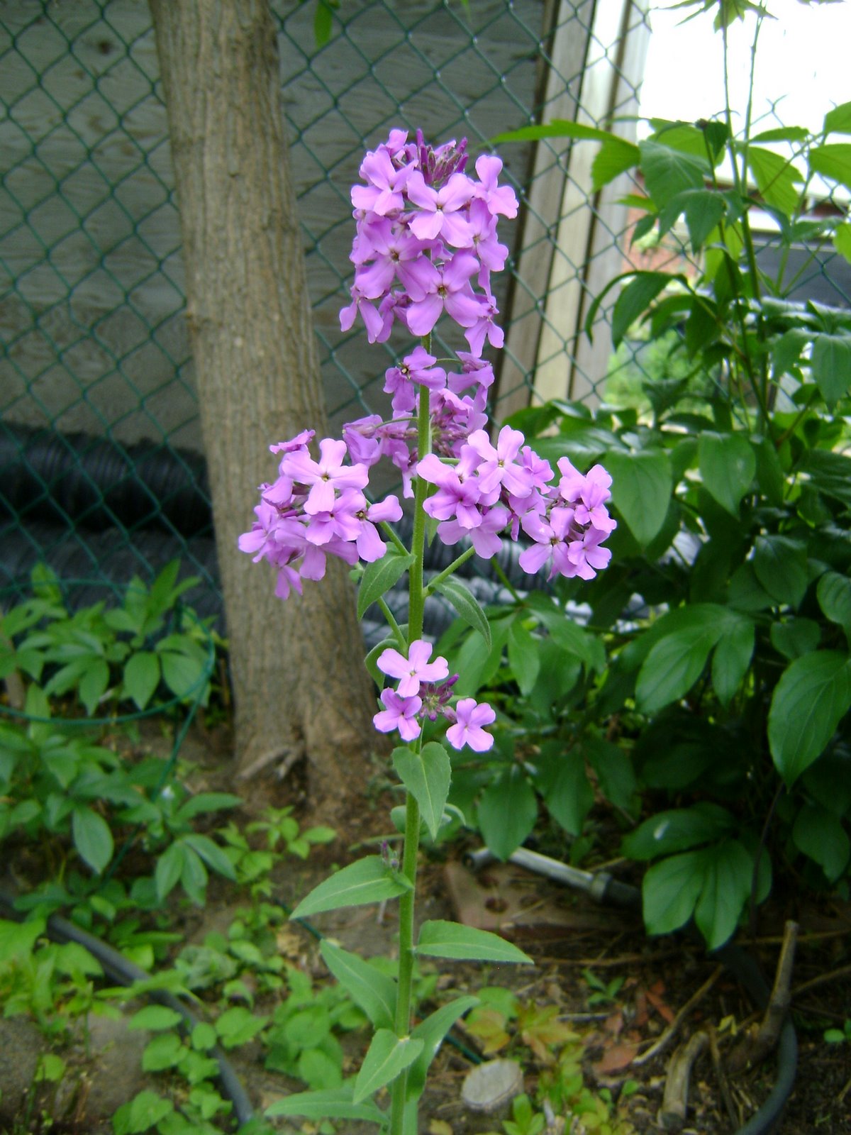 [gardenupdate+018.JPG]