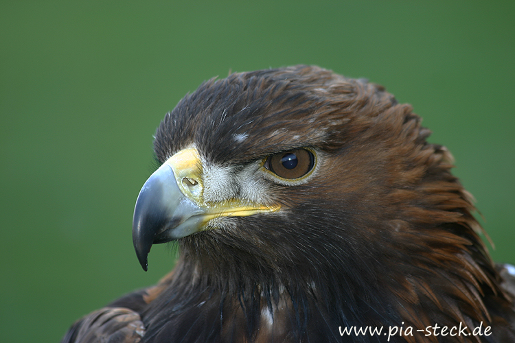 Download Adler augen For iPhone Adler Augen