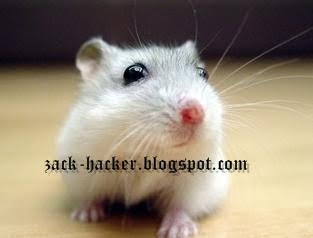 Winter White Russian Dwarf Hamster