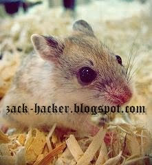 Chinese Hamster