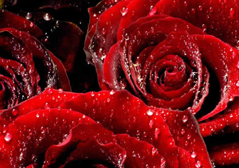 True red is the rose for pictures of roses with quotes. True red is the rose for