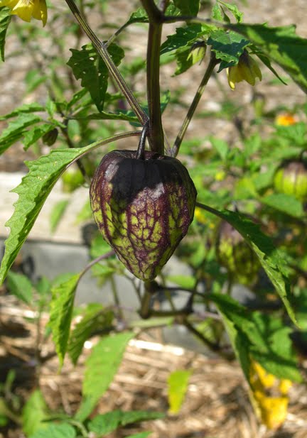 [tomatillo.jpg]