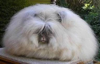 Angora Rabbit Shaved
