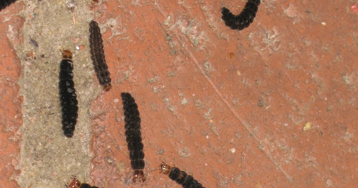 Razzberry Corner Help! Little caterpillars are invading!