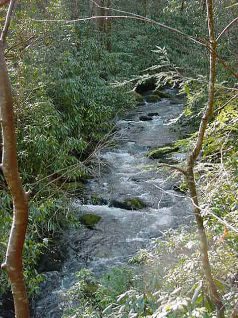 Mossy Stream