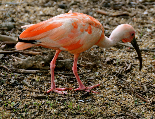 ibis rouge