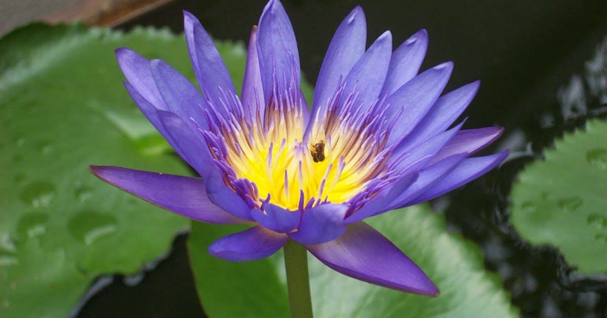 ooh baby Malaysian Flora and Fauna The Blue Lotus
