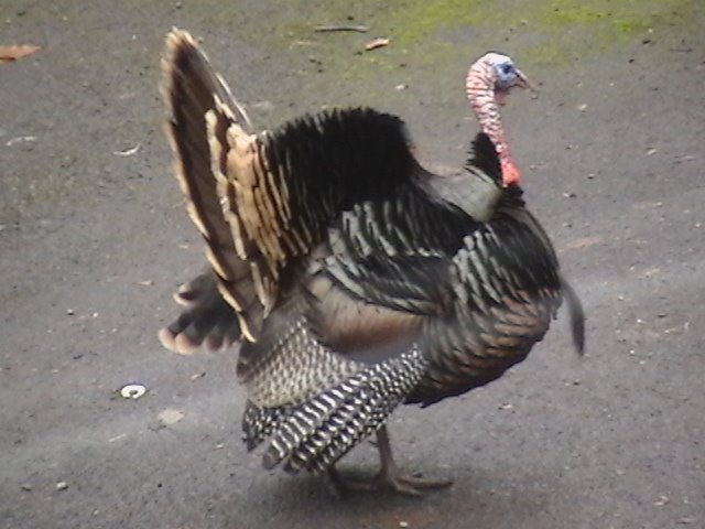 [turkey+003.JPG]