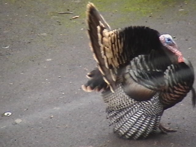 [turkey+005.JPG]