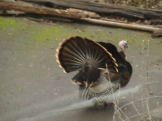 [turkey+013.JPG]