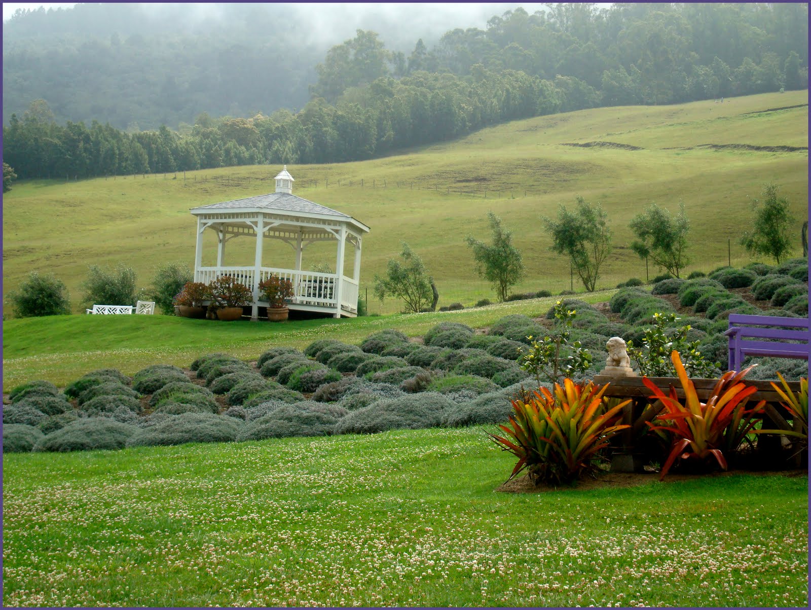 Lavender Farm Maui Kula maui, Lavender farm, Maui