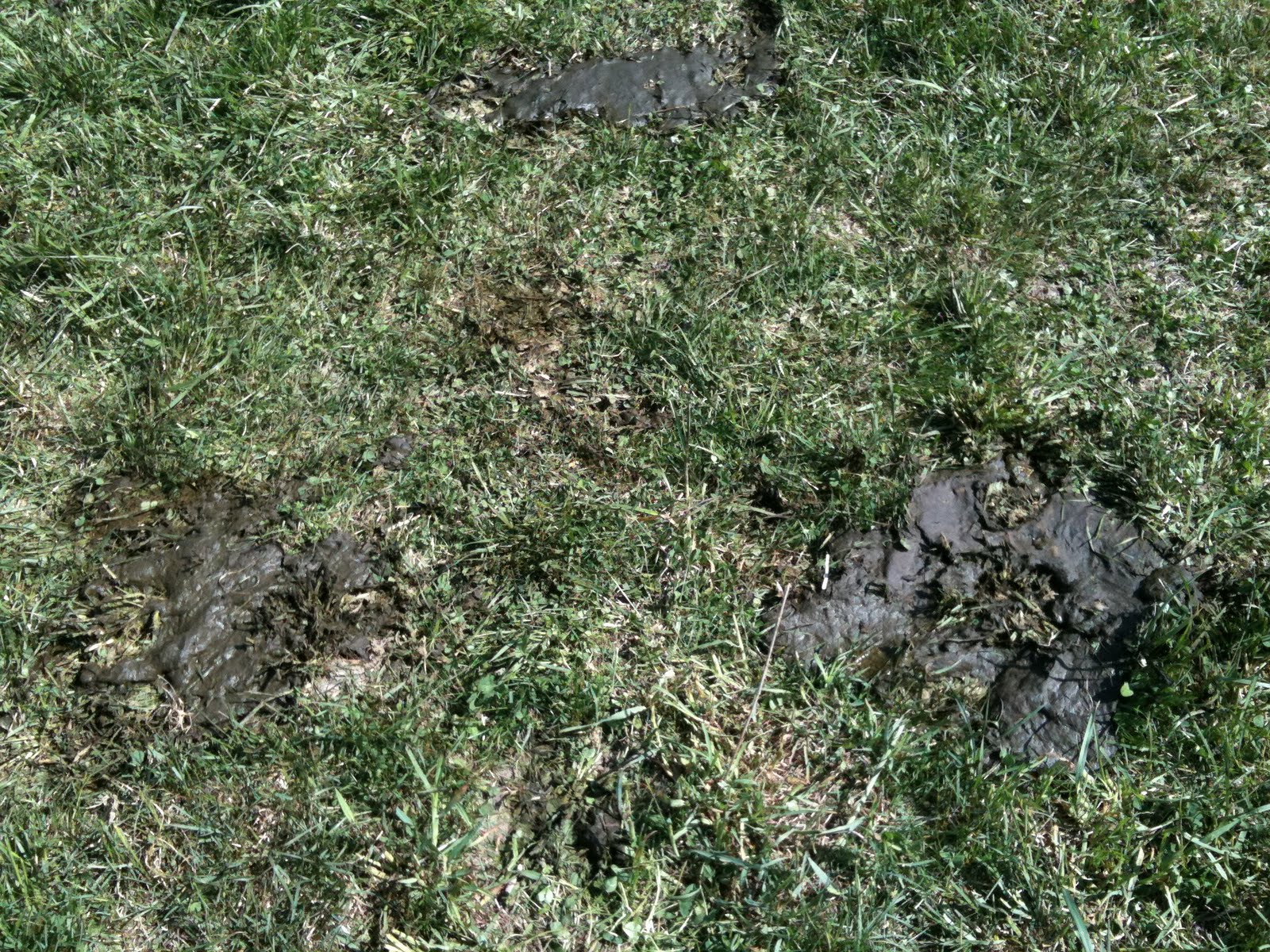 Back 2 Basics Beef Loose stools and calf scours