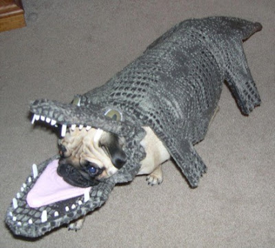 Dog Halloween Costumes