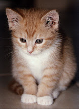 kucing Cute