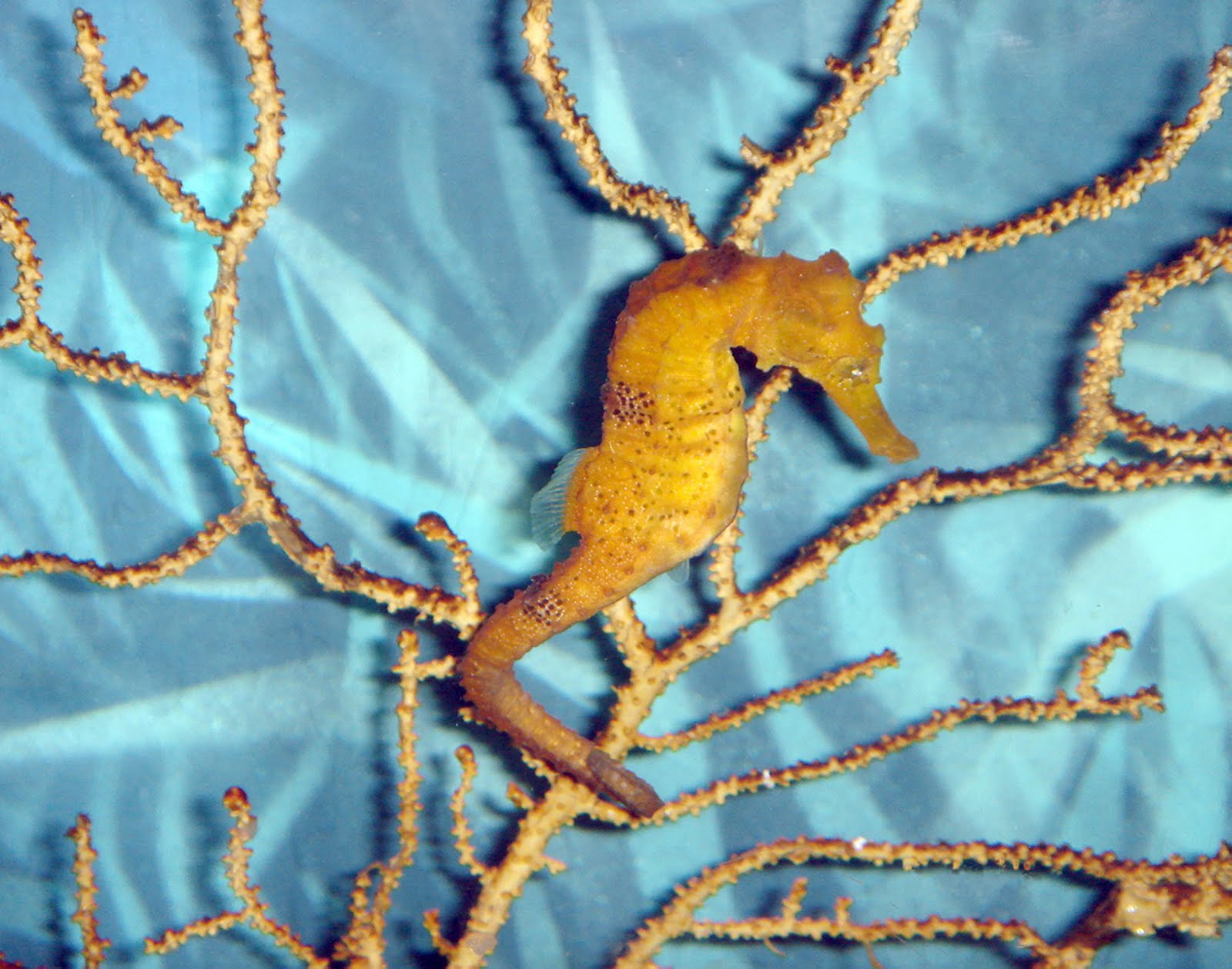 Caballos De Mar