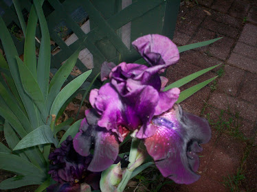 Iris